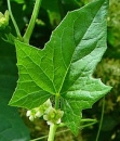 leaf  : nom scientifique : Bryonia dioica Jacq. , Bryonia , Cucurbitaceae 