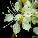 flower  : nom scientifique : Filipendula ulmaria (L.) Maxim. , Filipendula , Rosaceae 