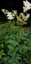 whole  : nom scientifique : Filipendula ulmaria (L.) Maxim. , Filipendula , Rosaceae 