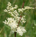 flower  : nom scientifique : Filipendula ulmaria (L.) Maxim. , Filipendula , Rosaceae 