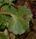 leaf :