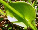 leaf  : nom scientifique : Parnassia palustris L. , Parnassia , Celastraceae 