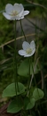 whole  : nom scientifique : Parnassia palustris L. , Parnassia , Celastraceae 