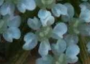 flower  : nom scientifique : Daucus gummifer All. , Daucus , Apiaceae 