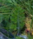 leaf  : nom scientifique : Daucus gummifer All. , Daucus , Apiaceae 