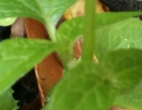 stemleaf  : nom scientifique : Galinsoga quadriradiata Ruiz & Pav. , Galinsoga , Asteraceae 