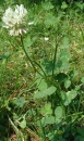 whole  : nom scientifique : Trifolium repens L. , Trifolium , Fabaceae 