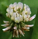 flower  : nom scientifique : Trifolium repens L. , Trifolium , Fabaceae 