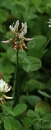 whole  : nom scientifique : Trifolium repens L. , Trifolium , Fabaceae 