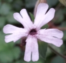 flower : nom scientifique : Silene alba (Mill.) E.H.L. Krause , Silene , Caryophyllaceae
