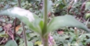 stemleaf : nom scientifique : Silene alba (Mill.) E.H.L. Krause , Silene , Caryophyllaceae