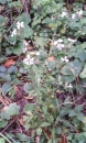 whole : nom scientifique : Silene alba (Mill.) E.H.L. Krause , Silene , Caryophyllaceae
