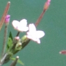 flower  : nom scientifique : Epilobium L. , Onagraceae 