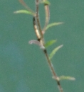 stemleaf  : nom scientifique : Epilobium L. , Onagraceae 