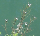 whole  : nom scientifique : Epilobium L. , Onagraceae 