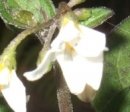 flower  : nom scientifique : Solanum nigrum L. , Solanum , Solanaceae 