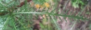 leaf : nom scientifique : Achillea millefolium L. , Achillea , Asteraceae