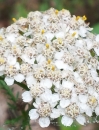 flower : nom scientifique : Achillea millefolium L. , Achillea , Asteraceae