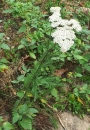 whole : nom scientifique : Achillea millefolium L. , Achillea , Asteraceae