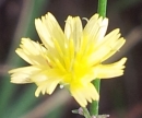 flower : nom scientifique : Lapsana communis L. , Lapsana , Asteraceae