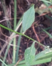 stemleaf : nom scientifique : Lapsana communis L. , Lapsana , Asteraceae