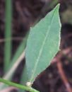 leaf : nom scientifique : Lapsana communis L. , Lapsana , Asteraceae