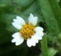 flower : nom scientifique : Galinsoga quadriradiata Ruiz & Pav. , Galinsoga , Asteraceae