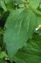 leaf : nom scientifique : Galinsoga quadriradiata Ruiz & Pav. , Galinsoga , Asteraceae