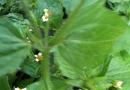 stemleaf : nom scientifique : Galinsoga quadriradiata Ruiz & Pav. , Galinsoga , Asteraceae
