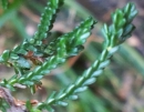 leaf  : nom scientifique : Calluna vulgaris (L.) Hull , Calluna , Ericaceae 