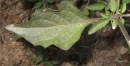 leaf  : nom scientifique : Solanum nigrum L. , Solanum , Solanaceae 