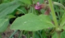 leaf : nom scientifique : Silene dioica (L.) Clairv. , Silene , Caryophyllaceae