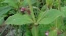 stemleaf : nom scientifique : Silene dioica (L.) Clairv. , Silene , Caryophyllaceae