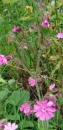 whole : nom scientifique : Silene dioica (L.) Clairv. , Silene , Caryophyllaceae