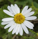 flower  : nom scientifique : Matricaria perforata Mérat , Matricaria , Asteraceae 
