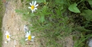whole  : nom scientifique : Matricaria perforata Mérat , Matricaria , Asteraceae 