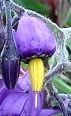 flower : nom scientifique : Solanum dulcamara L. , Solanum , Solanaceae
