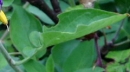leaf : nom scientifique : Solanum dulcamara L. , Solanum , Solanaceae