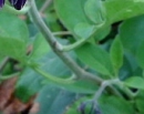 stemleaf : nom scientifique : Solanum dulcamara L. , Solanum , Solanaceae