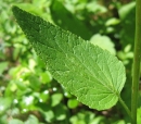 leaf  : nom scientifique : Phyteuma spicatum L. , Phyteuma , Campanulaceae 