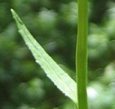 leaf  : nom scientifique : Phyteuma spicatum L. , Phyteuma , Campanulaceae 