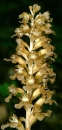 flower  : nom scientifique : Neottia nidus-avis (L.) Rich. , Neottia , Orchidaceae 