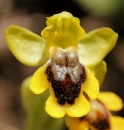 flower  : nom scientifique : Ophrys lutea Cav. , Ophrys , Orchidaceae 