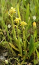 whole  : nom scientifique : Ophrys lutea Cav. , Ophrys , Orchidaceae 