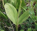 stemleaf  : nom scientifique : Listera ovata (L.) R. Br. , Listera , Orchidaceae 