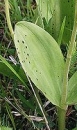 leaf  : nom scientifique : Listera ovata (L.) R. Br. , Listera , Orchidaceae 