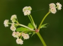 flower  : nom scientifique : Sanicula europaea L. , Sanicula , Apiaceae 