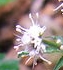 flower  : nom scientifique : Sanicula europaea L. , Sanicula , Apiaceae 