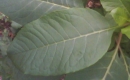 leaf  : nom scientifique : Phytolacca americana L. , Phytolacca , Phytolaccaceae 