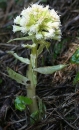 whole  : nom scientifique : Petasites albus Gaertner , Petasites , Asteraceae 